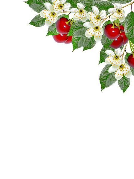 Beerenzweig Kirschen mit Blättern isoliert auf weißem Rücken — Stockfoto