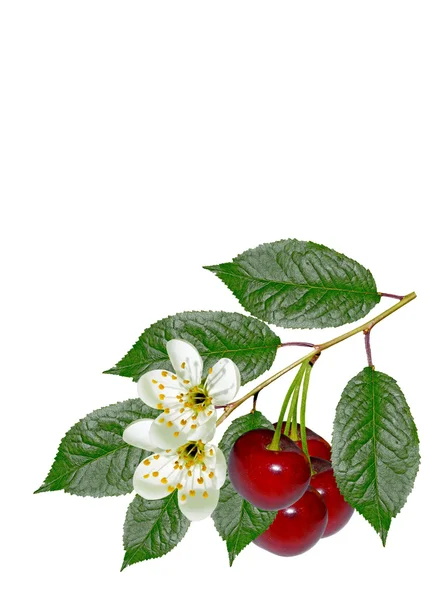 Ветвь ягод вишни с листьями изолированы на белой backgro — стоковое фото