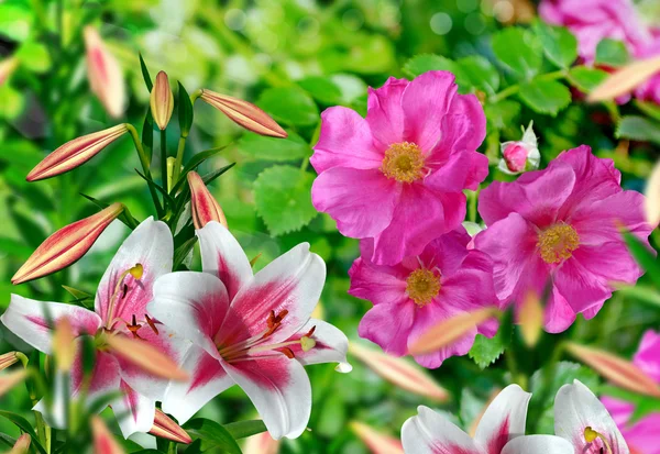 Landscape, flower rosehip — Stock Photo, Image