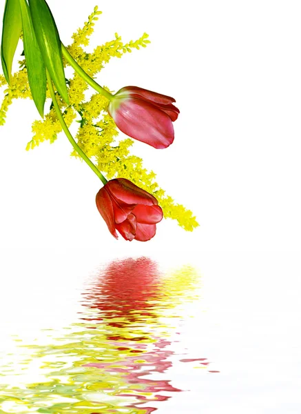 Flores de primavera tulipanes aislados sobre fondo blanco — Foto de Stock