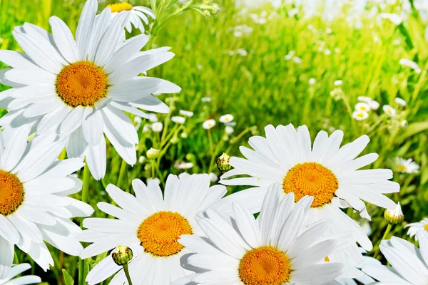 Gänseblümchen — Stockfoto