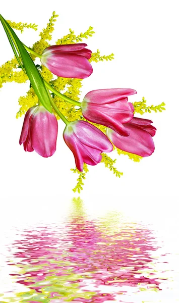 Lente bloemen tulpen geïsoleerd op witte achtergrond — Stockfoto