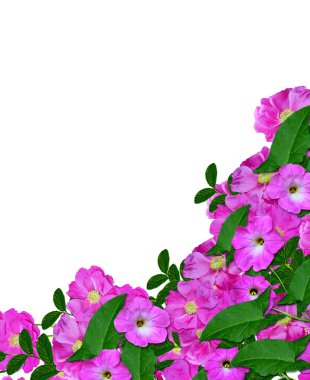 Beyaz bir arka plan üzerinde köpek rose (rosa canina) çiçekler