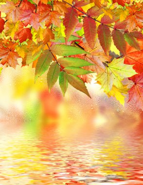 herfst gebladerte. Gouden herfst.