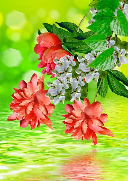 Floraler Hintergrund. — Stockfoto