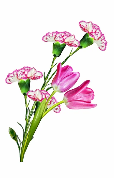 カーネーションの花は、白い背景で隔離。チューリップ — ストック写真