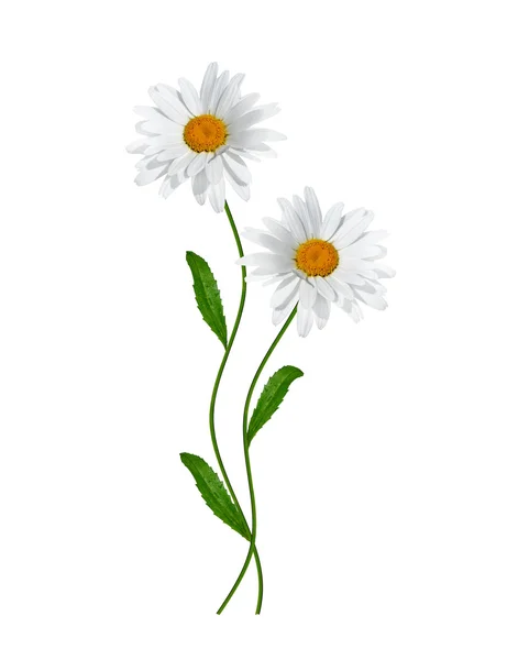 Stokrotki lato biały kwiat izolowany na białym tle — Zdjęcie stockowe