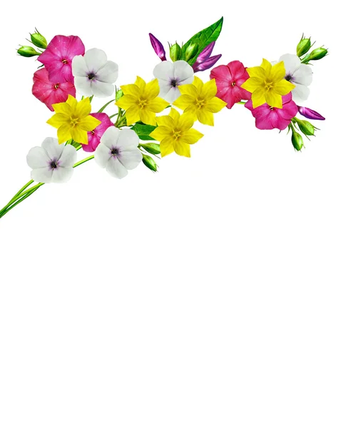 Větve květin Phloxe izolovaných na bílém pozadí — Stock fotografie