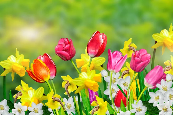 Vårblommor påskliljor och tulpaner — Stockfoto