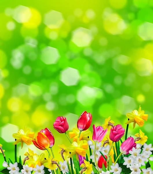 Весенние цветы нарциссы и тюльпаны — стоковое фото