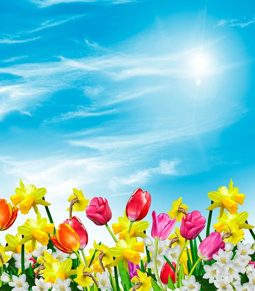 Flowers on a background of blue sky with clouds — Stock Photo, Image