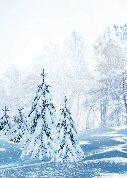 Зимний лес. Зимний пейзаж . — стоковое фото