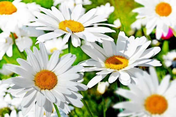 Kwiaty stokrotki — Zdjęcie stockowe