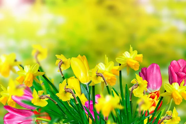 Fiori primaverili narcisi e tulipani — Foto Stock