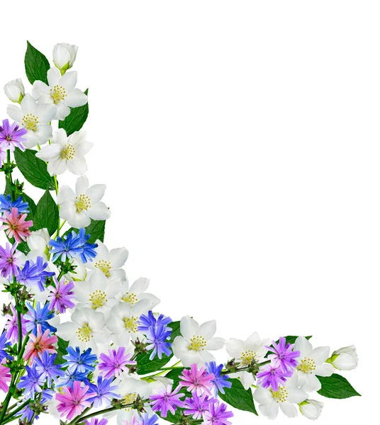 孤立的白色背景上的茉莉花的分支 — 图库照片