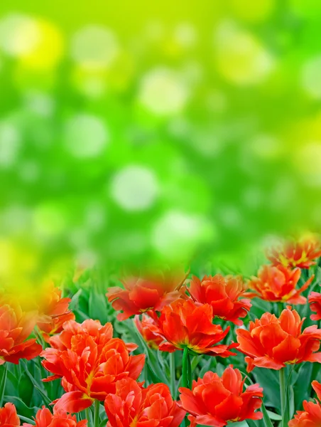 Tulipani di fiori — Foto Stock