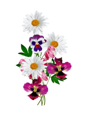 Beyaz arka planda izole edilmiş papatyalar.