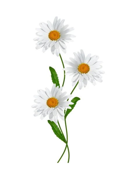 Százszorszépek nyár fehér virág elszigetelt fehér háttér — Stock Fotó