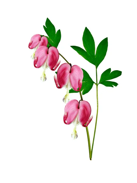 Pink bleeding heart flower — Stock Photo, Image