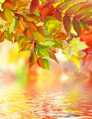 herfst gebladerte. Gouden herfst.