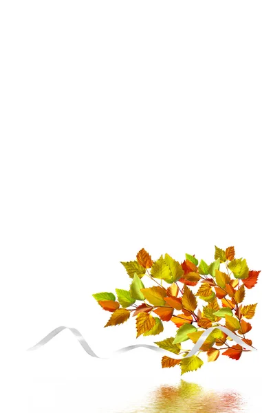Sonbahar yaprakları beyaz arkaplanda izole — Stok fotoğraf