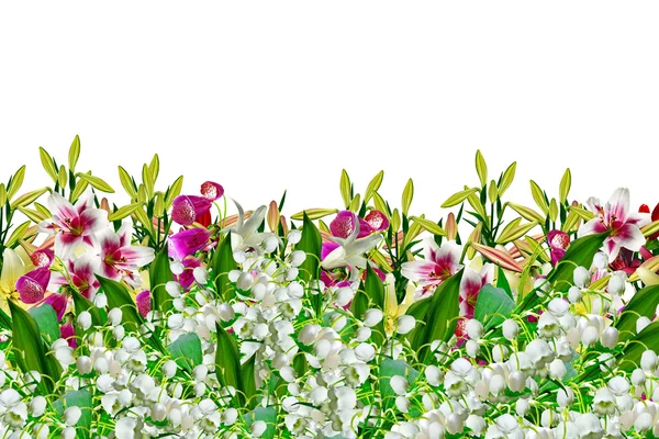 Trädgård, lily blommor — Stockfoto