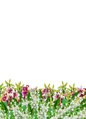 Bahçe, lily çiçek