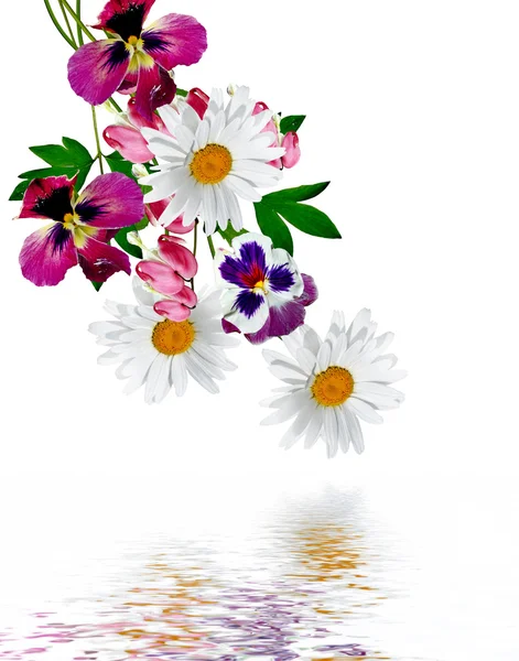 Madeliefjes zomer witte bloem geïsoleerd op witte achtergrond — Stockfoto