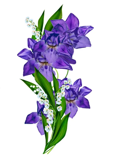 Голубой цветок радужной оболочки на белом фоне — стоковое фото