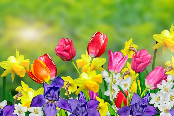 Jarní květiny narcisy a tulipány — Stock fotografie