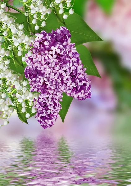 Lilac filial Stock-foto