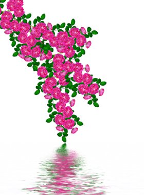 Beyaz bir arka plan üzerinde köpek rose (Rosa canina) çiçekler. Tatil ca