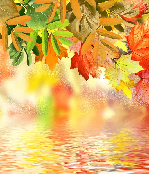 Осенняя листва. Золотая осень . — стоковое фото