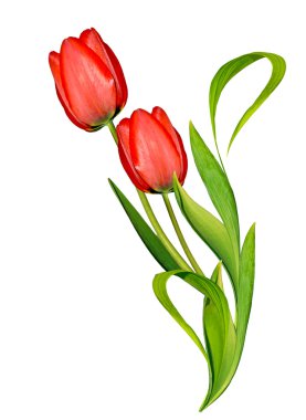 bahar çiçekleri beyaz arkaplanda izole laleler