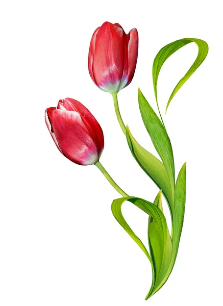 Fleurs printanières tulipes isolées sur fond blanc — Photo