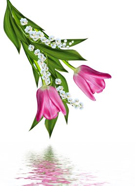 bahar çiçekleri beyaz arkaplanda izole laleler