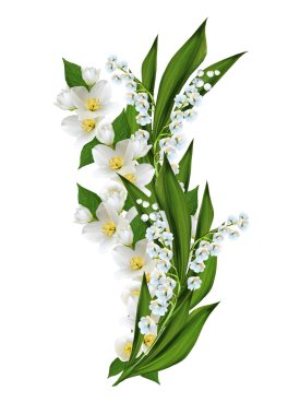 branch of jasmine flowers isolated on white background clipart