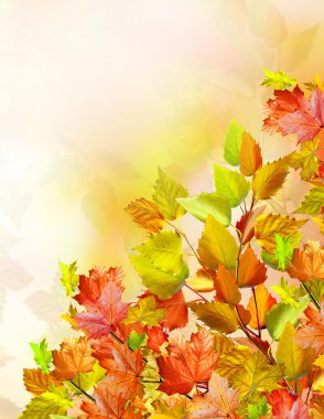 herfst gebladerte. Gouden herfst.