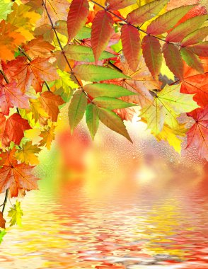 herfst gebladerte. Gouden herfst.