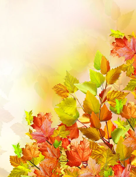 Fogliame autunnale. Autunno d'oro . — Foto Stock