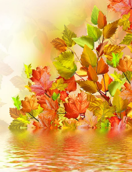 herfst gebladerte. Gouden herfst.