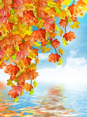 sonbahar yaprakları