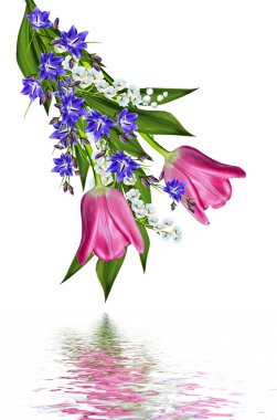 bahar çiçekleri beyaz arkaplanda izole laleler