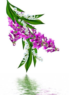 Beyaz arka plan üzerinde izole mavi çiçekler çan çiçeği