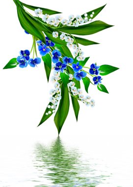 Unut beni-beyaz arka plan üzerinde izole çiçeği