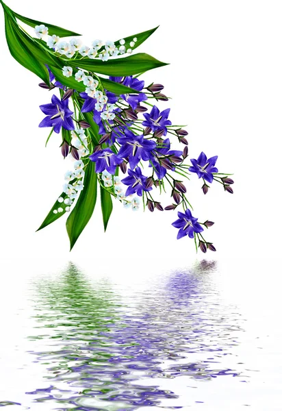 Blaue Blumen Glockenblume isoliert auf weißem Hintergrund — Stockfoto