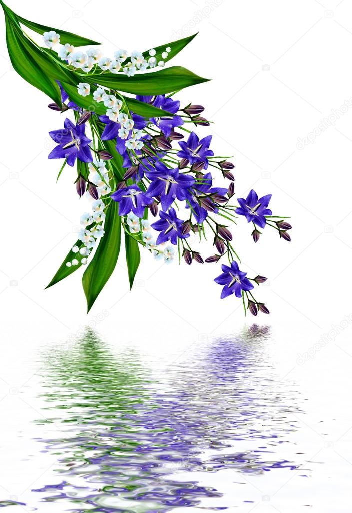 blue flowers campanula isolated on white background