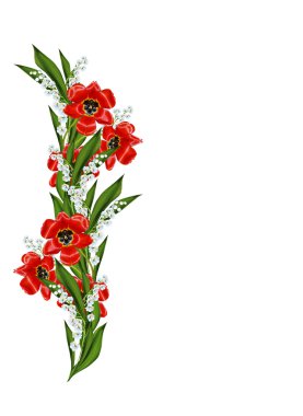 bahar çiçekleri beyaz arkaplanda izole laleler