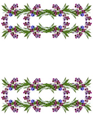 Beyaz arkaplanda yalıtılmış nonoş çiçekleri