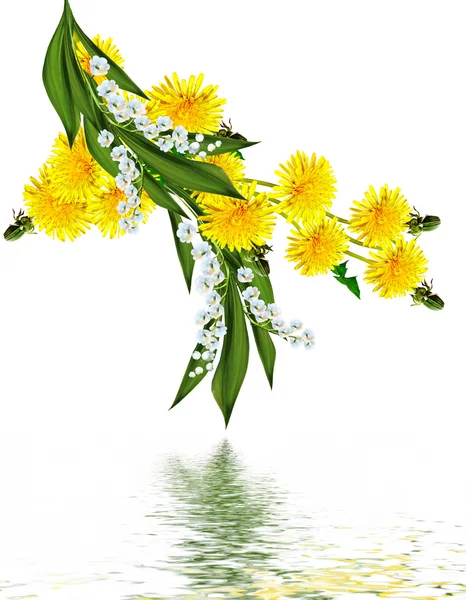 Dandelion flowers isolated on white background — Stock Photo, Image